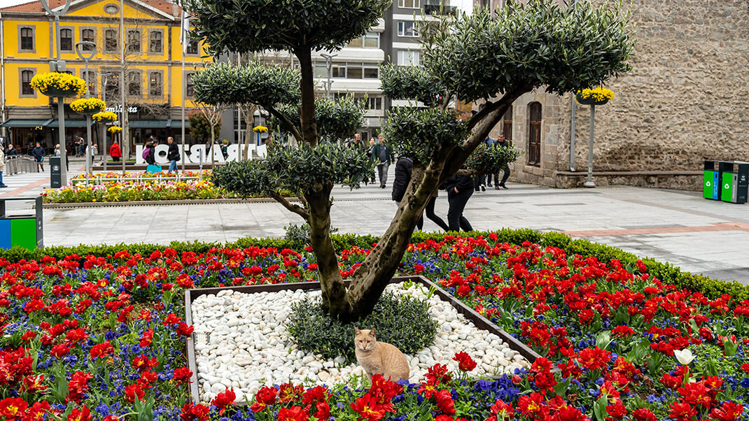 Внизу кадра виден очередной турецкий котик