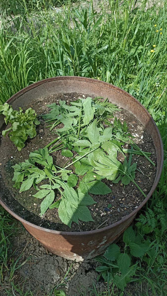 Открыла бочку и тут же пришлось укрывать начавшие вянуть от перепада температуры листья