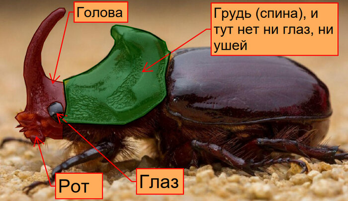 Жук-носорог - один из самых известных жуков России (фото)