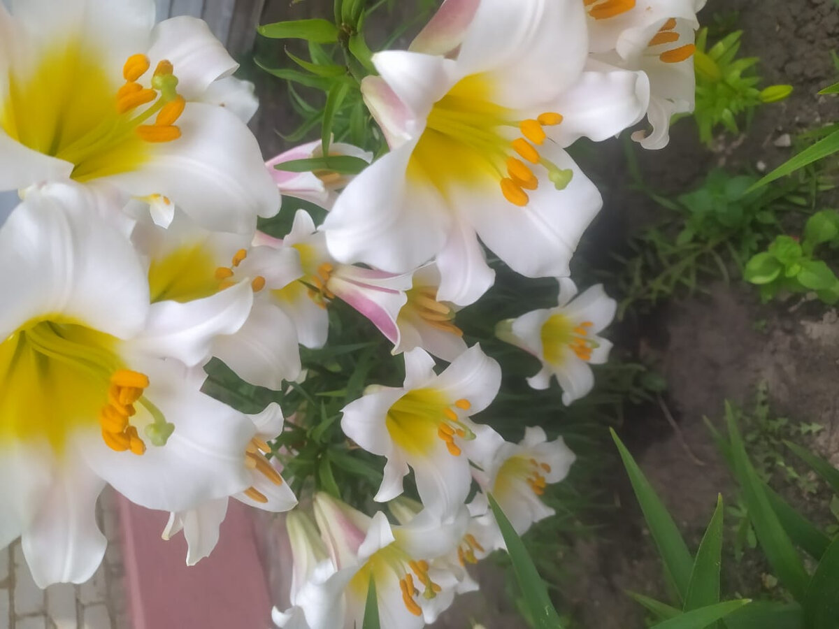 Зацвели лилия. Запах на любителя. 