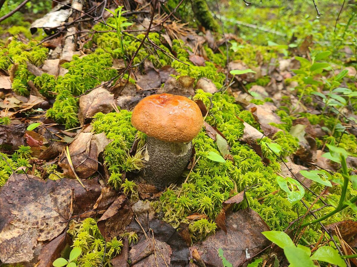 Грибы Тюменской области. Опасные грибы Владимирской области. В Ростовской области грибы в деревне зимой. Весной есть грибы