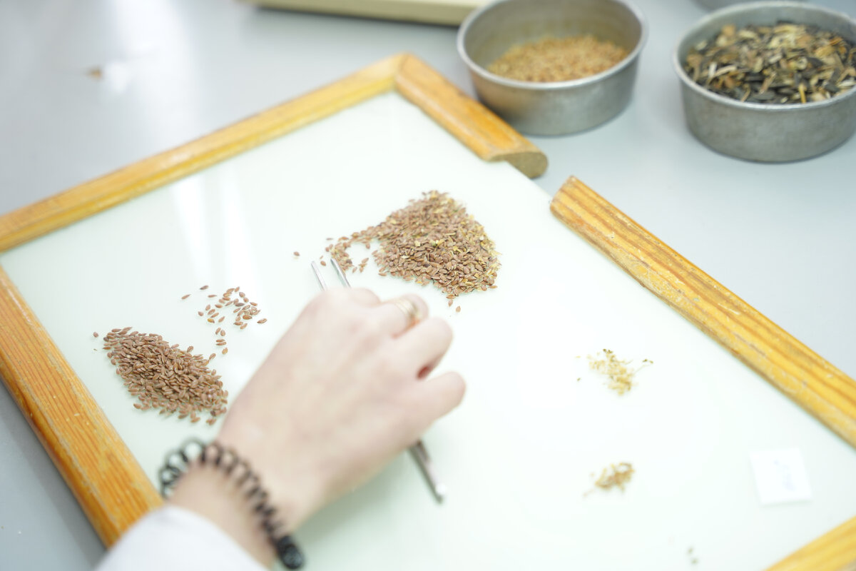 Зерно и цифры: Алтайский край | Журнал Автограф | Дзен