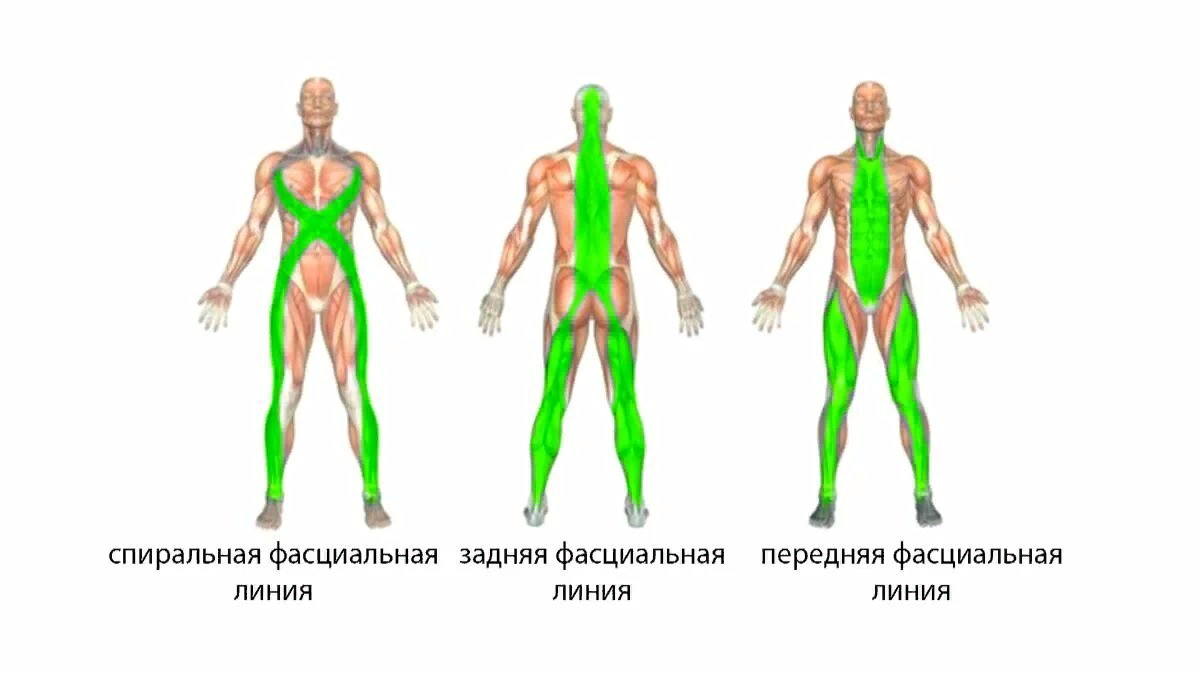 Задняя линия. Мышечные цепи. Миофасциальная цепь. Передняя миофасциальная цепь. Фасциальные цепи тела человека.