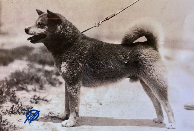 «Камень» -самый старый предок нынешнего сиба-ину.