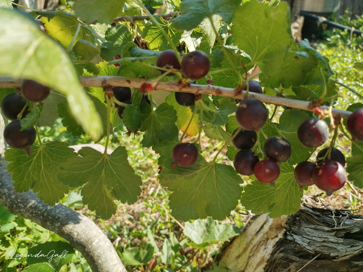 Крыжовник наливается