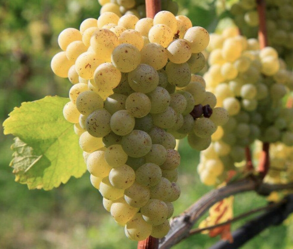 Совиньон Блан 