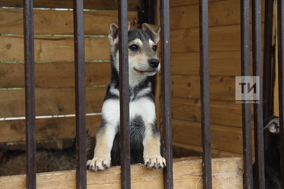 Приют для кошек казань