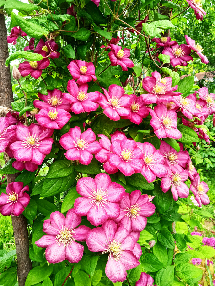 Клематис Виль де Лион. Цветение 2023 года