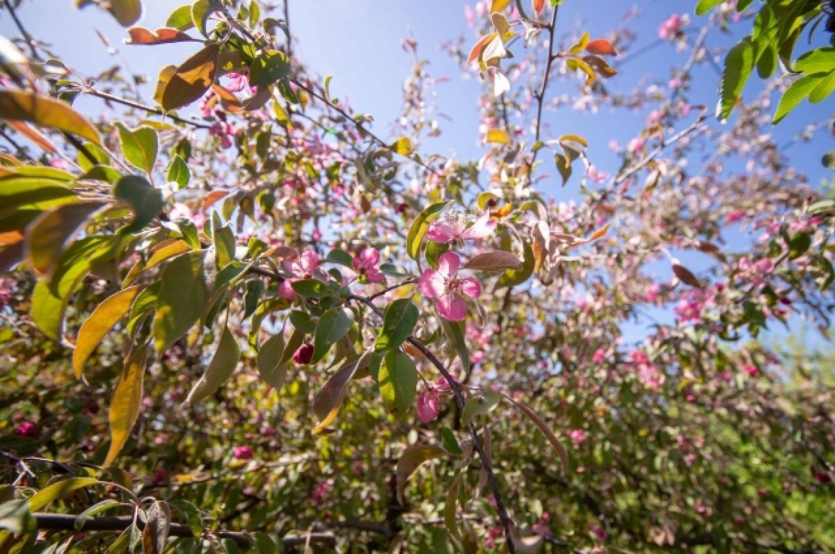    1 июля в Туле прогнозируют переменную облачность и до +24