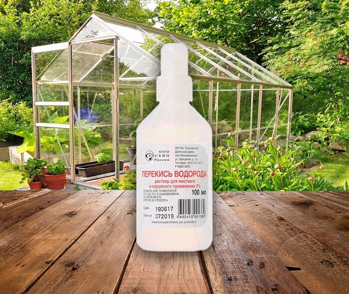 Подкормка перекисью водорода. Перекись и комнатные цветы. Перекись водорода для комнатных цветов. Перекись для цветов комнатных. Перекись водорода для рассады помидор.