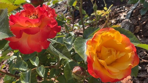 Мини роза №7 Sunmaid/Санмейд | Бархатный сад | Дзен