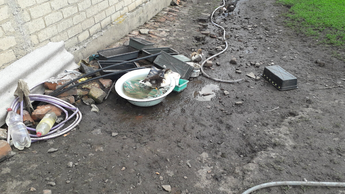 Принимает водные процедуры 😃