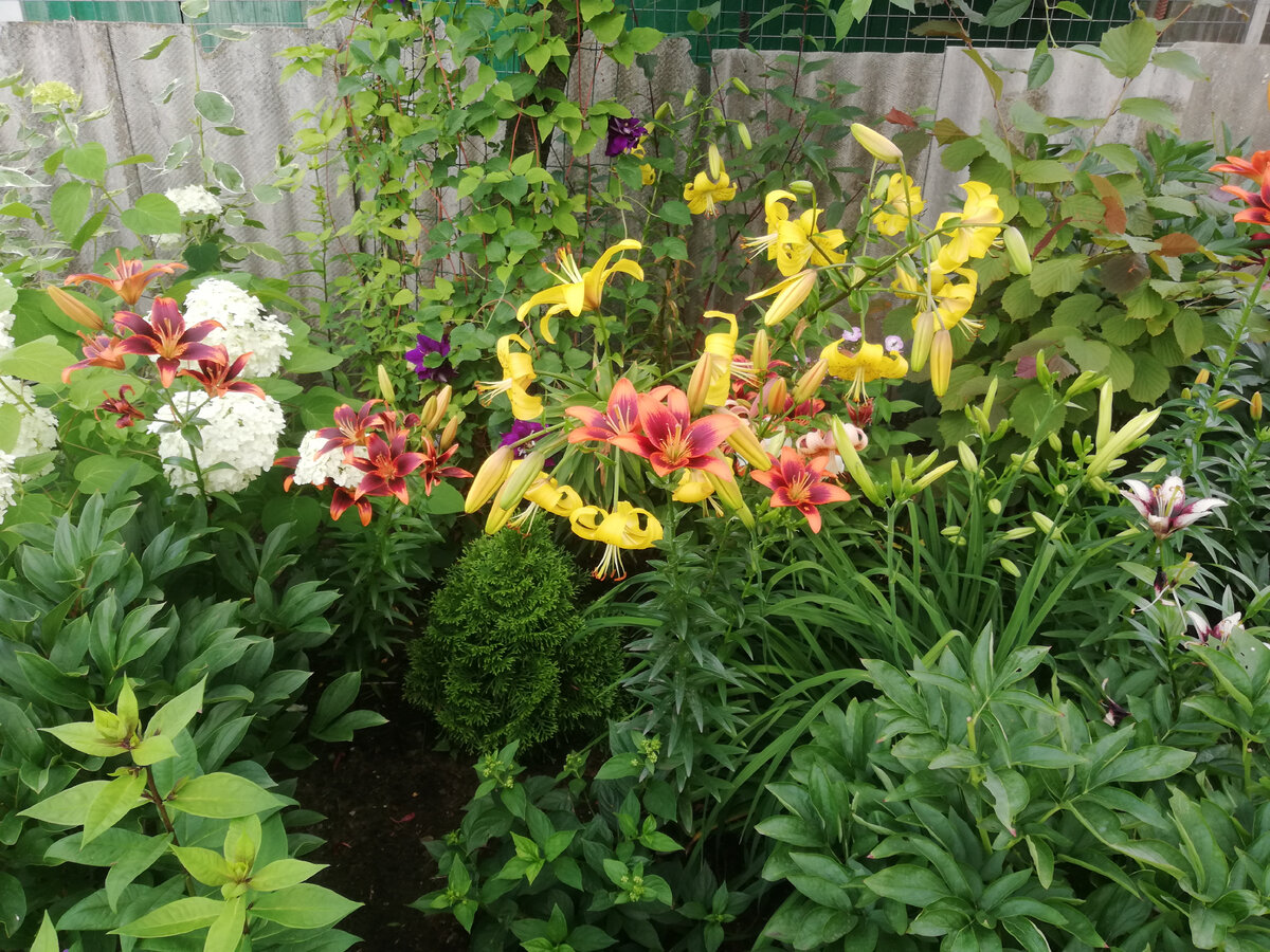 Желтые лилии и лилии "Форевер Сьюзан"