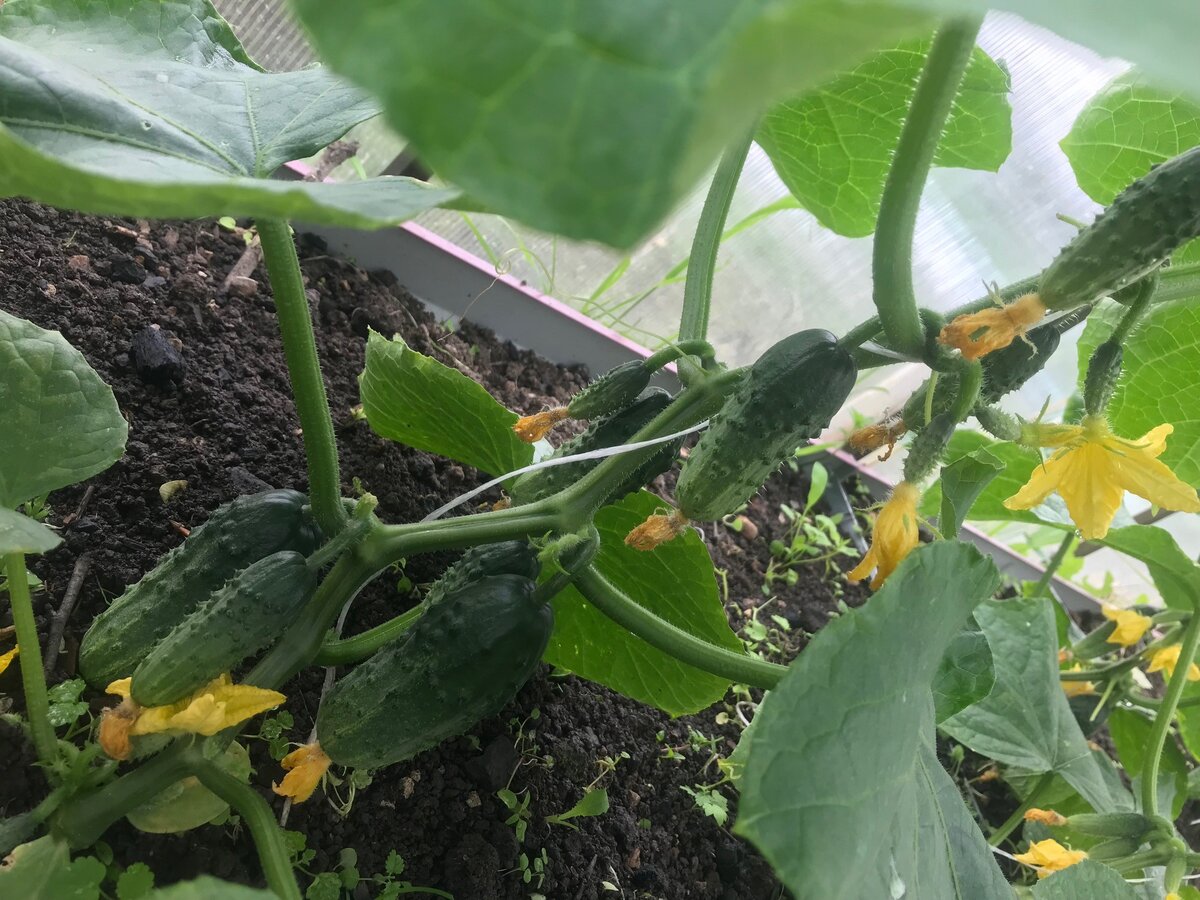 Мои огурцы сегодня