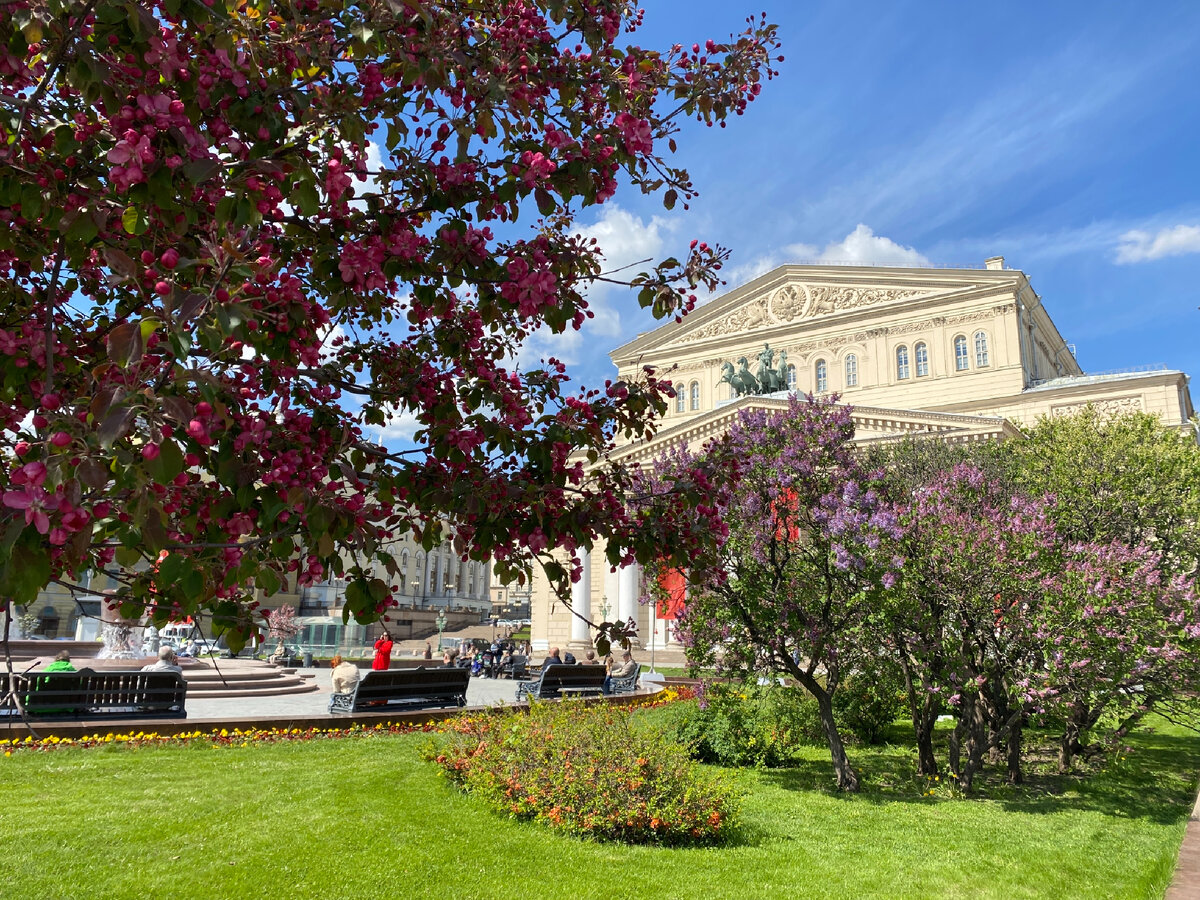 Фото автора. Розовые яблони цветут!