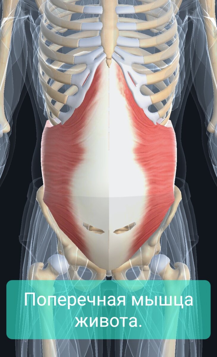 Поперечная мышца живота. | Заметки спортивного врача. | Дзен