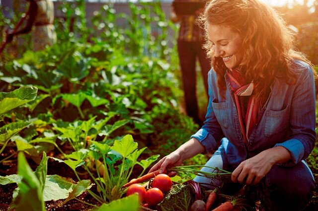 Сезонные работы на даче. Источник: https://aif.ru/dacha/ogorod/sezonnye_raboty_spisok_dachnyh_del_s_24_iyulya_po_13_avgusta