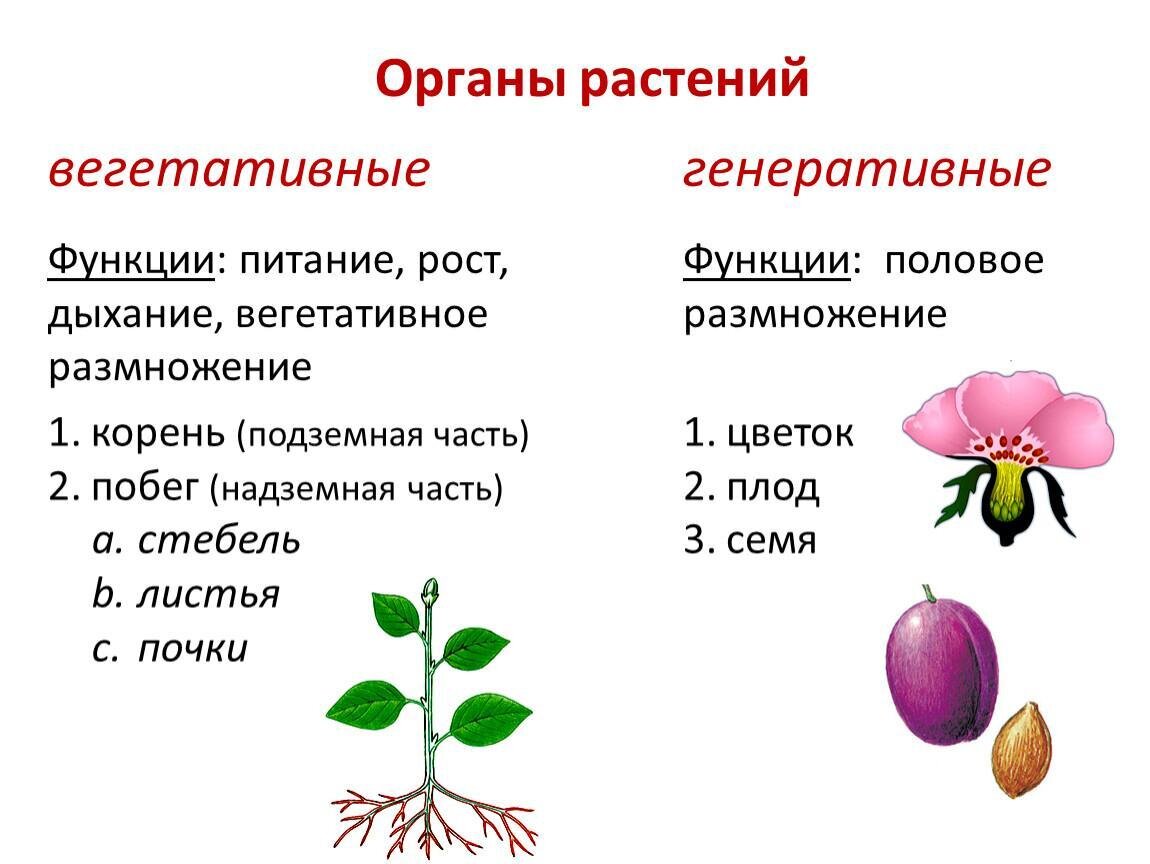 Темы для проекта по биологии 6 класс список