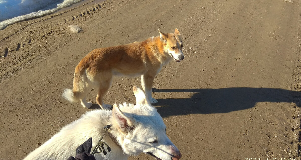 Восемь дней собаки блуждали по лесу, пока не вышли в одну из деревень в округе.