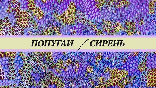 Сирень для попугаев. Цветы, семена, листва, кора. Сколько давать. Опасна ли сирень для птиц. Как сирень может помочь диким птицам?