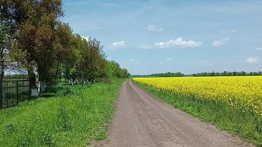 На территории посёлка им. М. Горького Кавказского района Краснодарского края в настоящее время цветёт рапс. Интересные факты о растении