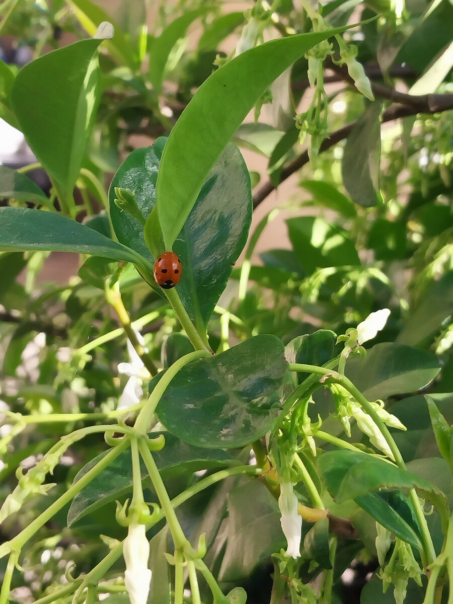 Экологичность желания и постоянное движение ,пусть и малюсенькими шажочками ,всегда приводит вверх.
