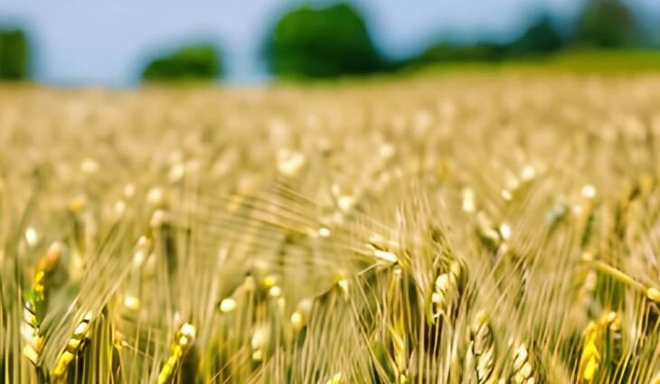    Ключевые задачи по развитию агрострахования намечены на расширенном межрегиональном совещании Минсельхоза России в Тамбове