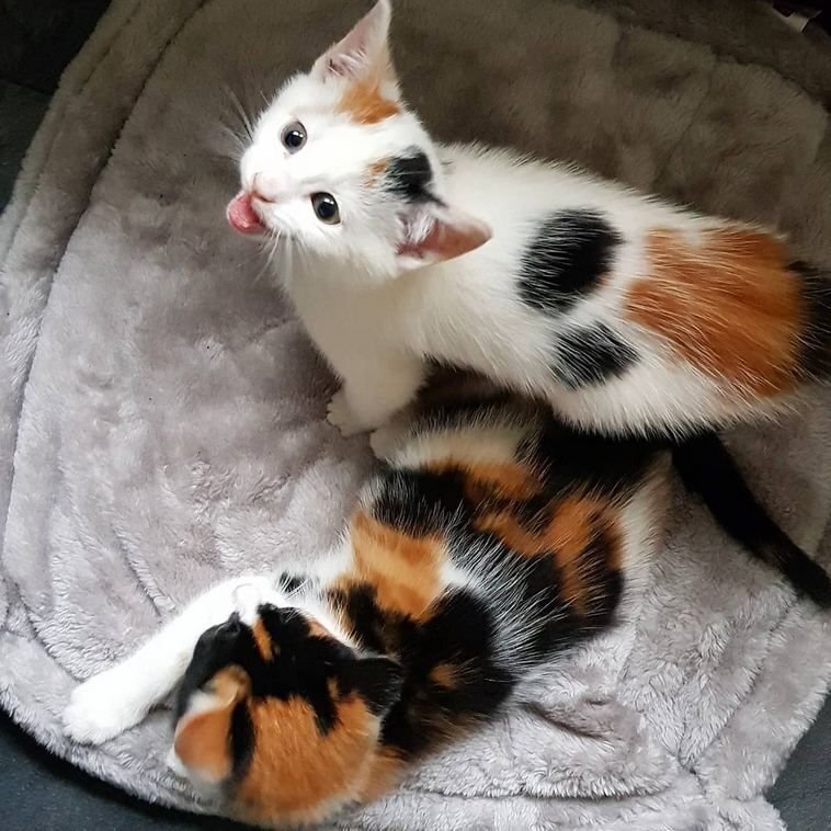 Kitty who standing and begging Cute animals, Pets, Cat memes