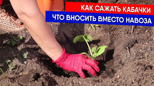 Как сажать кабачки - что вносить вместо навоза