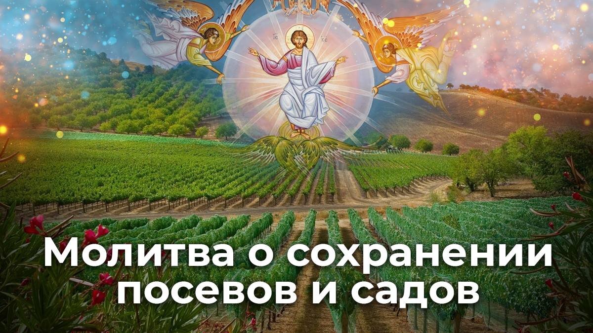 Молитвы о сохранении посевов и садов | ☦️ Священник Антоний Русакевич ✓ |  Дзен