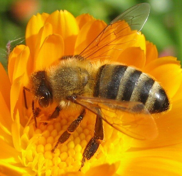 Фото пчелы для детей цветная