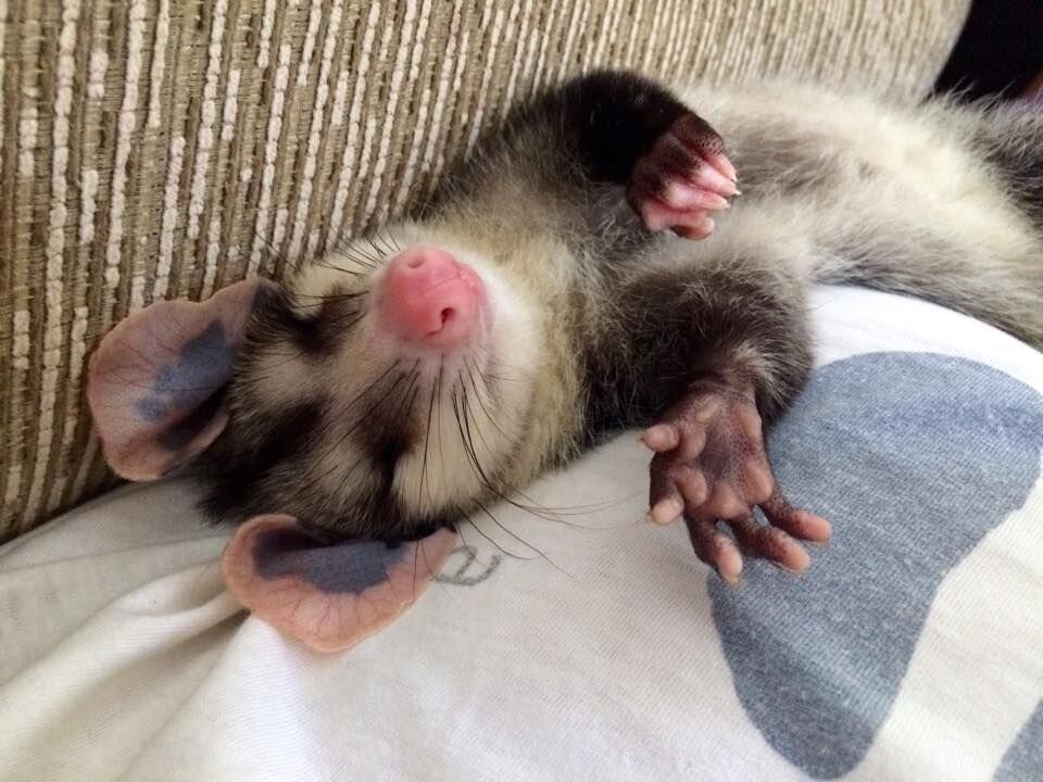 Эти симпатяги очень любят поспать!