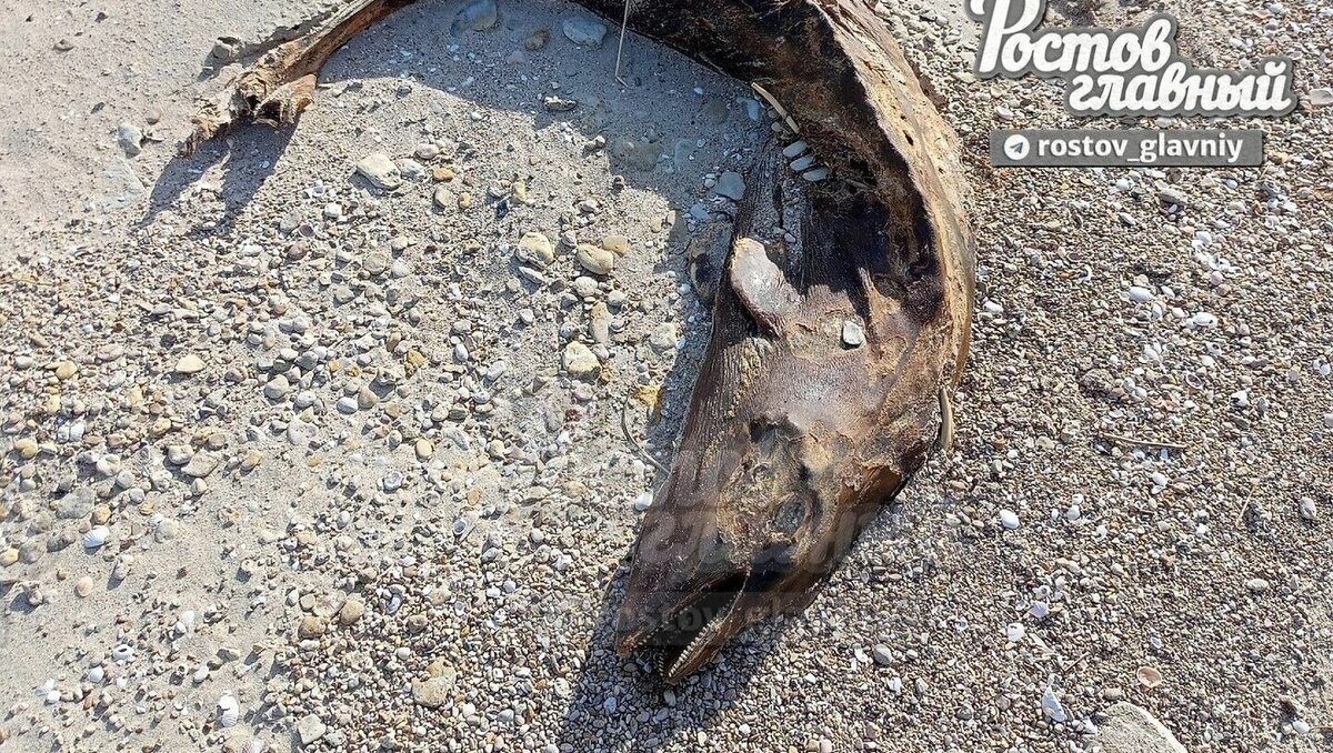     В Ростовской области на берегу Азовского моря обнаружили останки дельфинов, сообщили местные жители в соцсети «ВКонтакте».