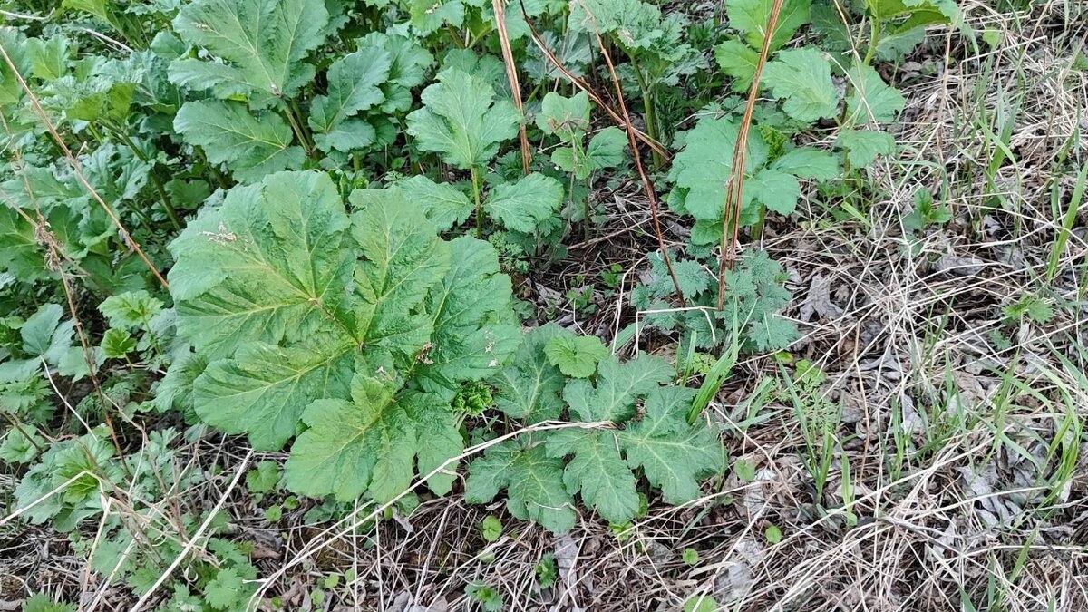    Гербицидная обработка территорий против борщевика началась в одном из районов Нижегородской области. Подробнее об этом опасном растении рассказали в пресс-службе местного филиала ФГБУ «ВНИИЗЖ».