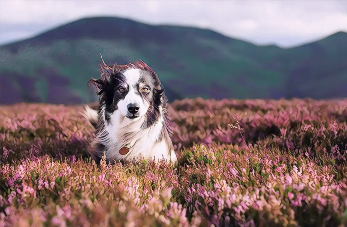 Собака прежде всего зверь, а уже потом друг. Инстинкты играют ключевую роль. Без нашего воспитания, собака будет просто собакой. Яндекс фото