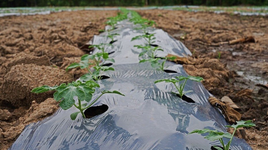 ShutterStock/Fotodom.ru 