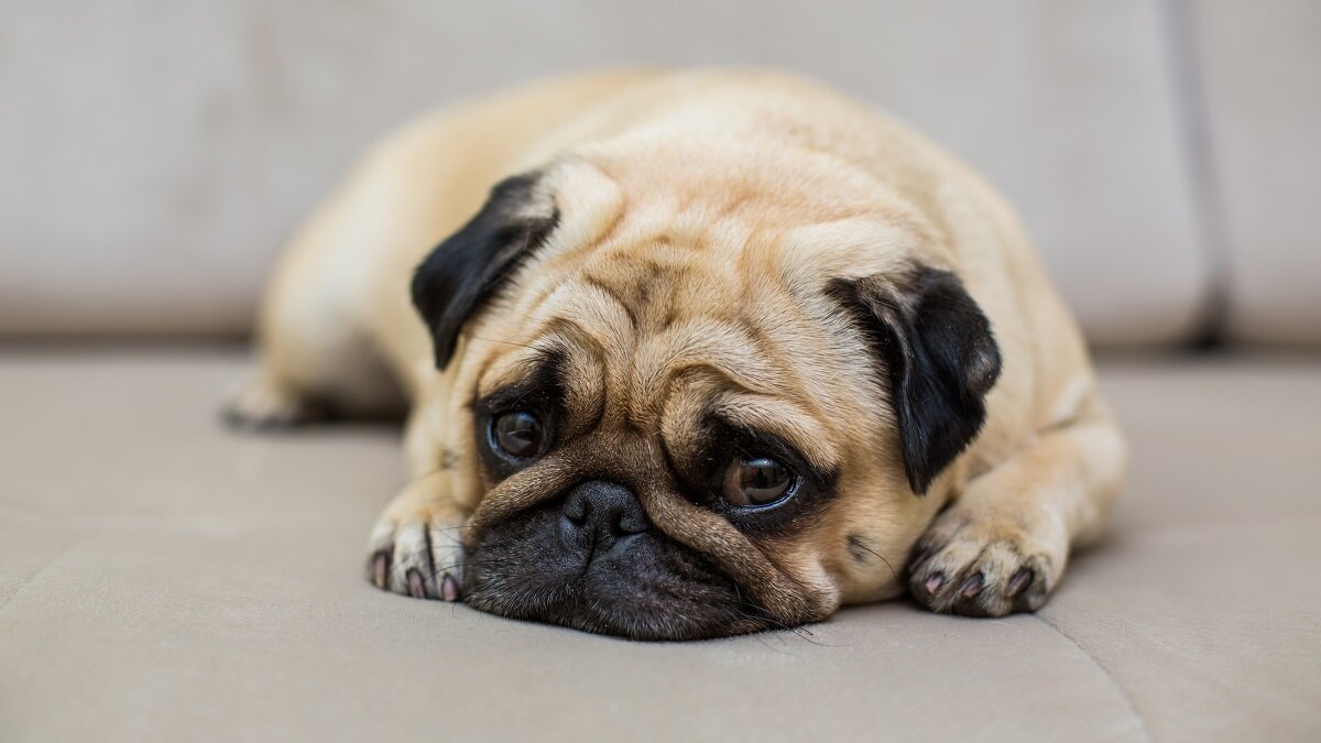    Как одиночество влияет на собак