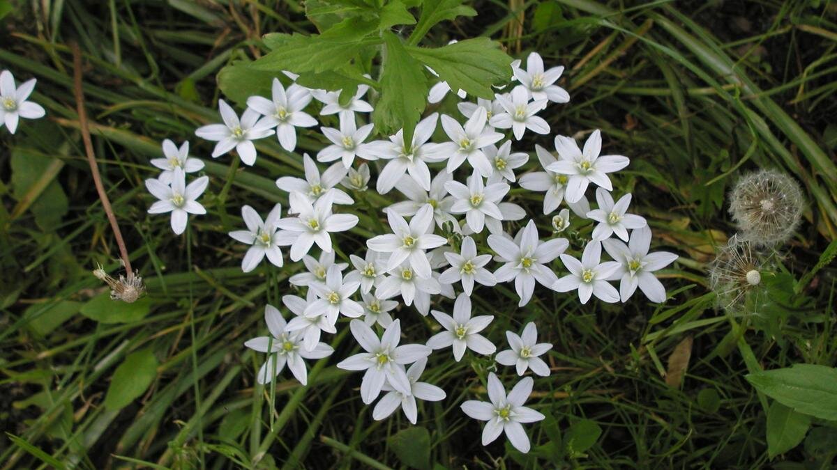    Цветущий индийский лук:Wikipedia