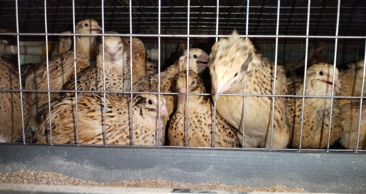 Фениксы перепела