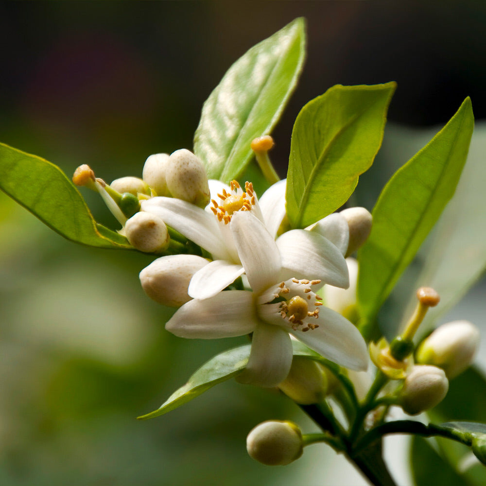 Фото Fast Growing Trees