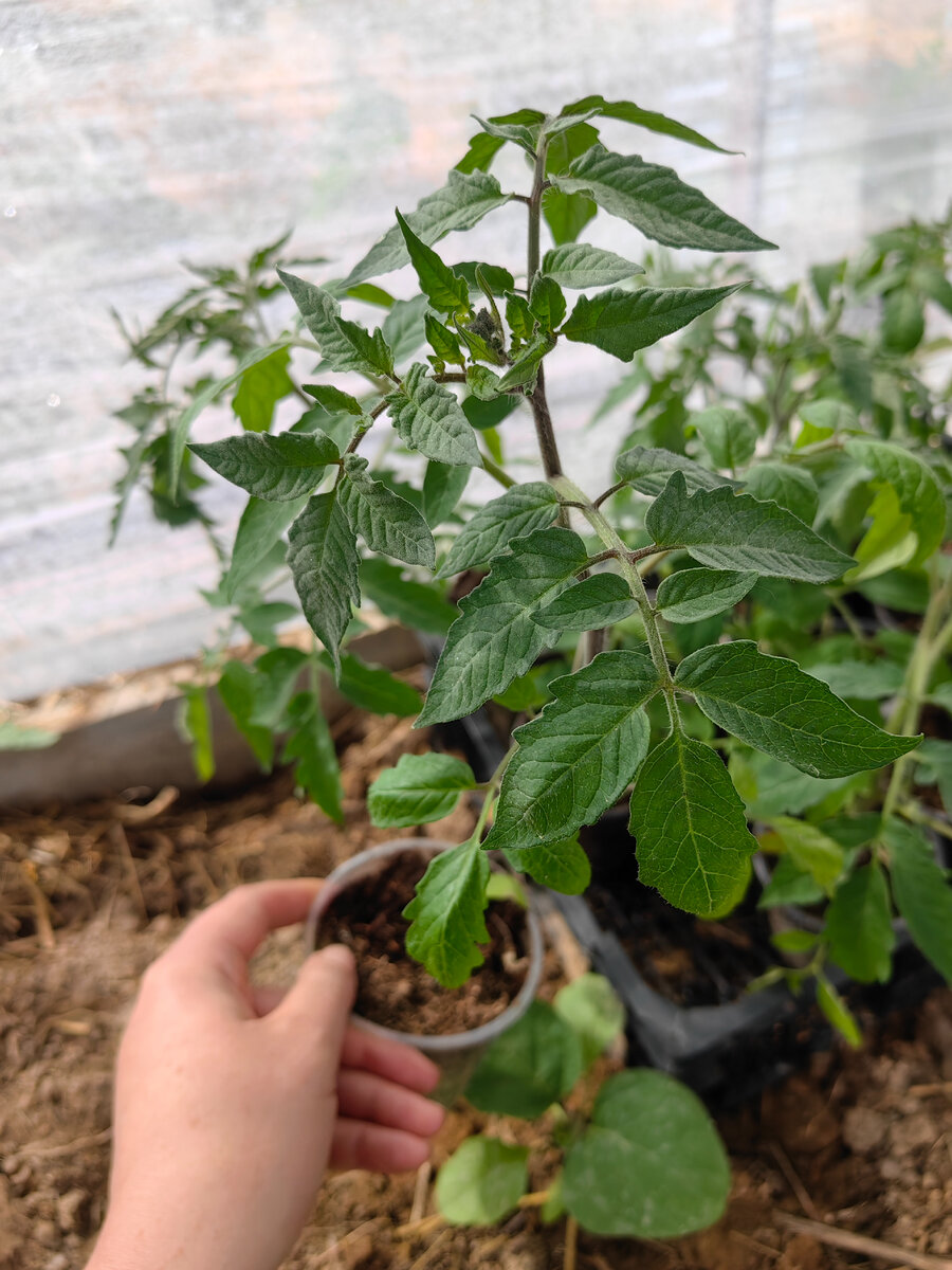 томат Бифштекс Марши