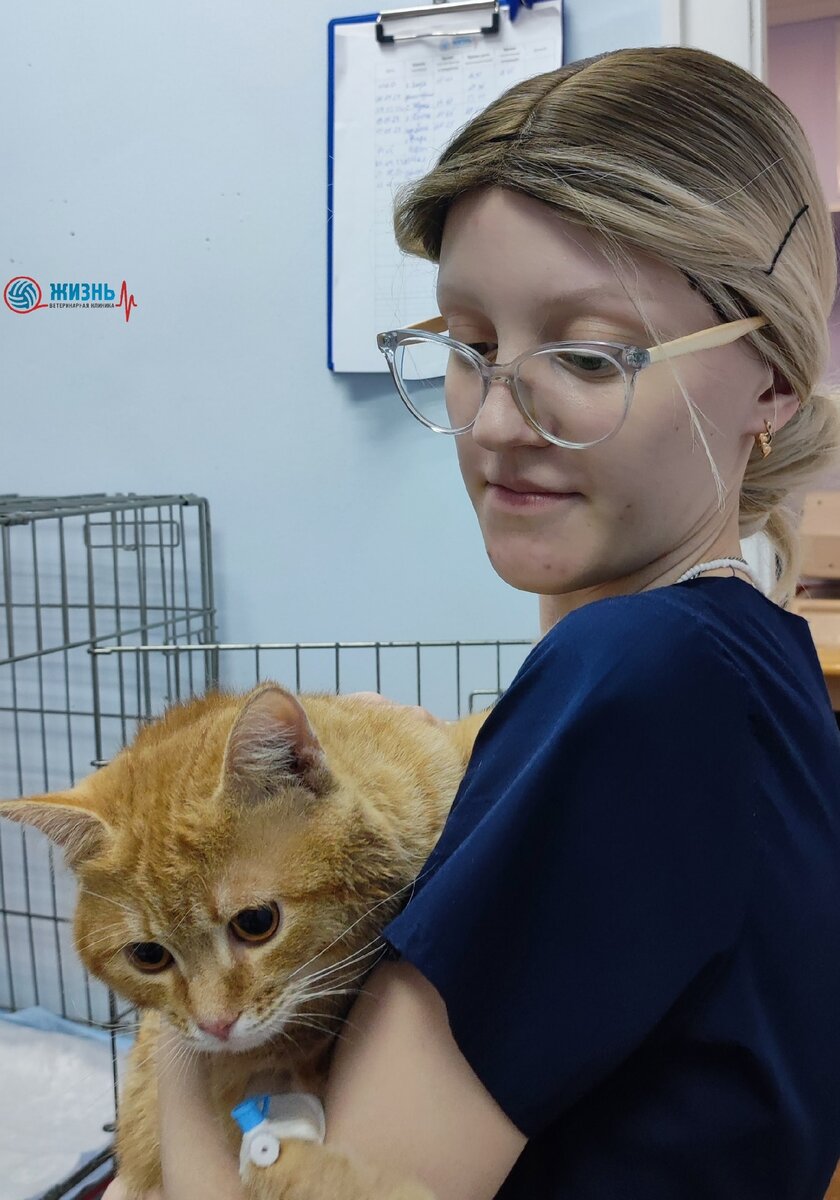 Кот Тиша на ручках у ветеринарного фельдшера в ветеринарной клинике в Калуге "Жизнь"