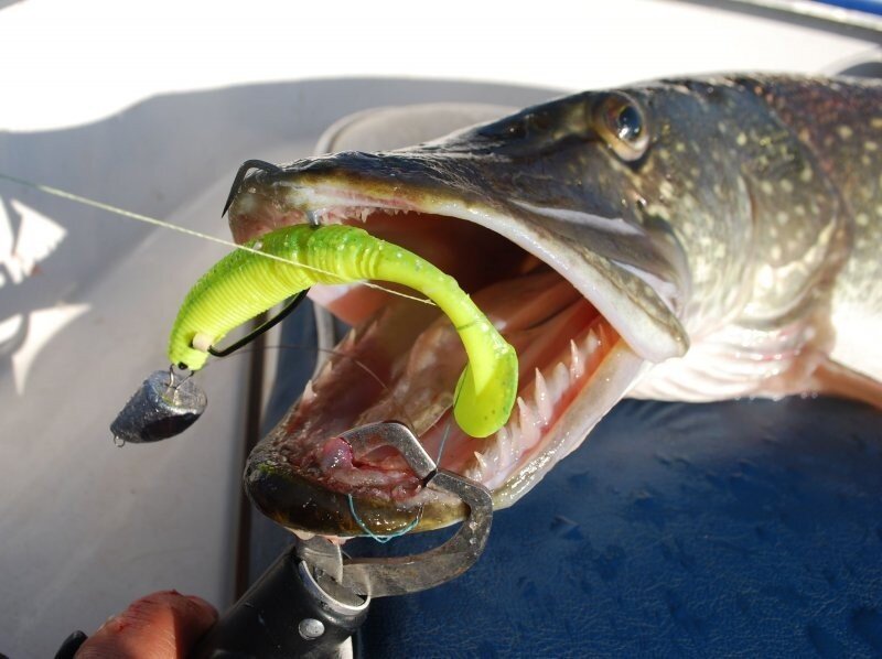 Поклёвка щуки на мягкую приманку с оффсетным крючком