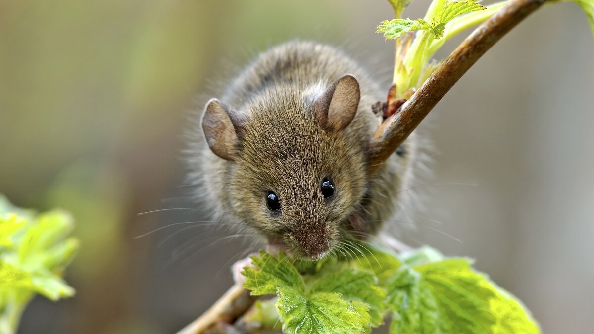 Mice dacha. Мышка. Грызуны вредители. Мыши вредители. Мышь Садовая.