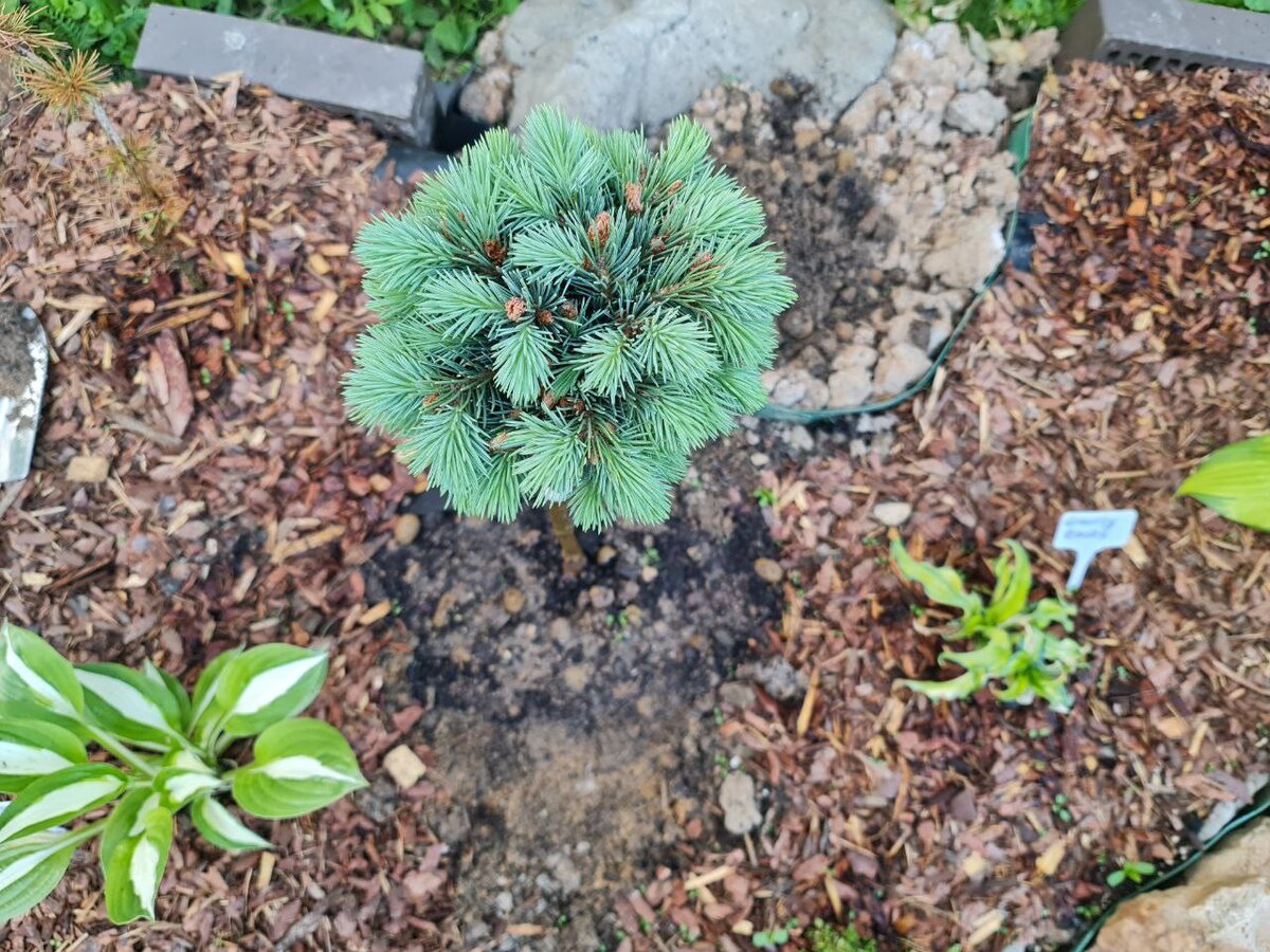 Ель медуза на штамбе. Ель Энгельмана Снейк. Picea engelmannii 'Hobo' (pa). Ель Энгельмана Джаспер. Ель Энгельмана компакта.