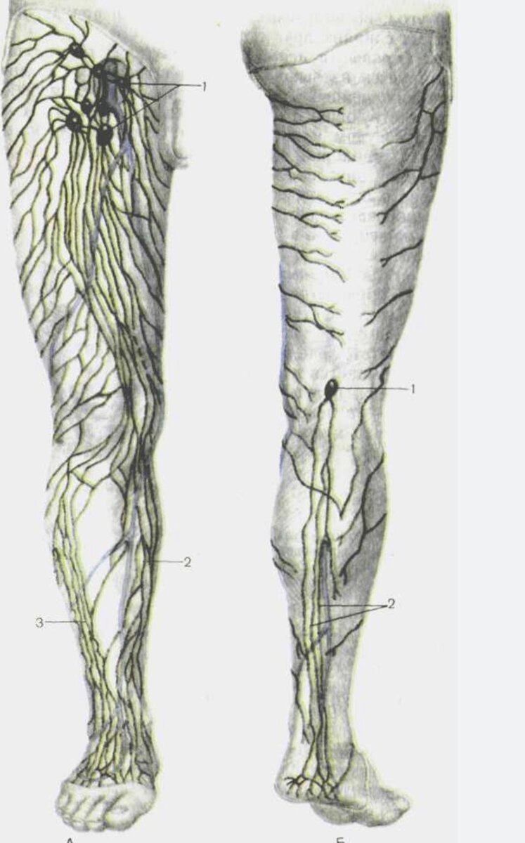 Лимфоузлы ноги схема