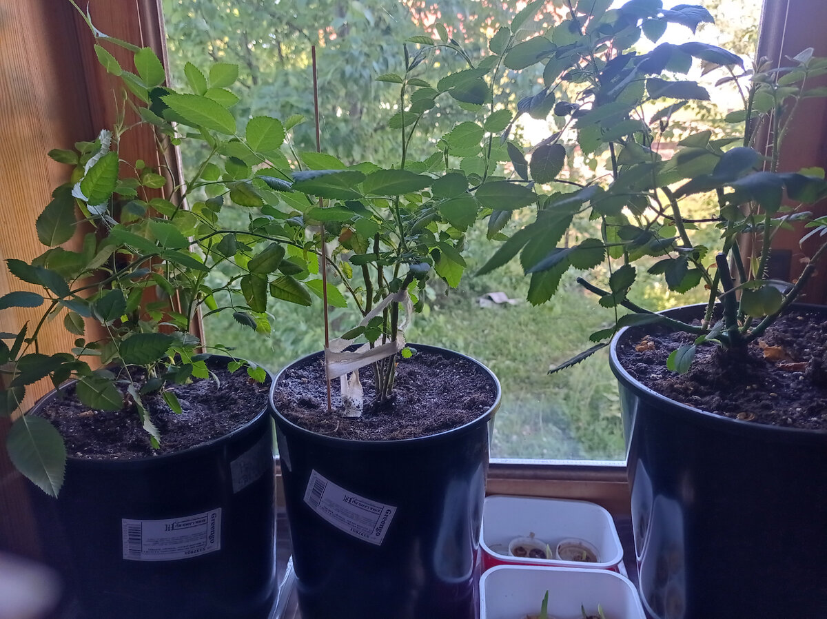 Розы живы и их надо пересадить в грунт