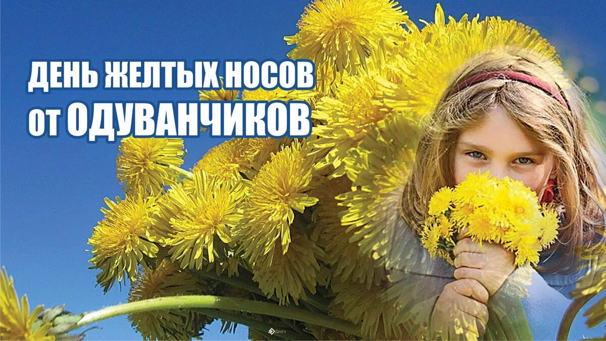 День желтых носов от одуванчиков. Иллюстрация: «Курьер.Среда»