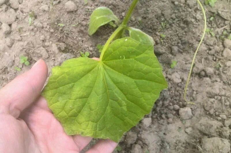 Желтые листья огурцов.