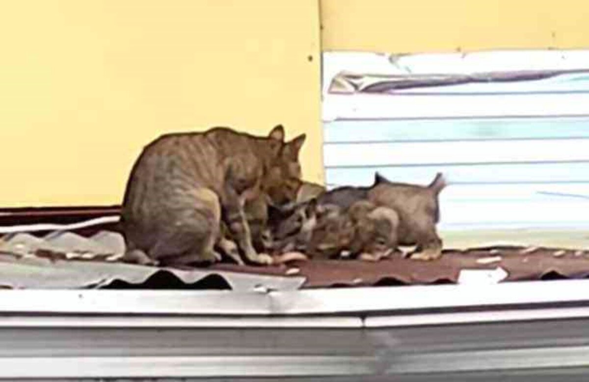Источник фото: https://www.universoanimali.it/gattina-porta-un-pesce-ai-suoi-figli-perche-sono-la-sua-priorita-parte-listinto-maternovideo/
